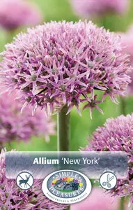 Allium  York | Cappers 8 x 20