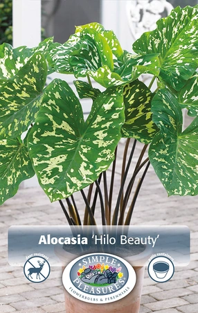 Alocasia Hilo Beauty | 20 pce