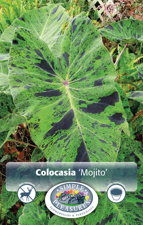 Alocasia Mojito | 20 pce