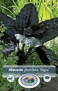 Alocasia plumbea Nigra | 35 pce