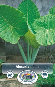 Alocasia Upright (Odoara) | 12 pce