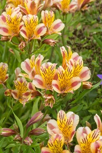 Alstroemeria Duchess Marguerite