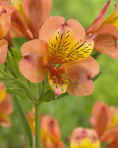 Alstroemeria Majestic Henryi PBR