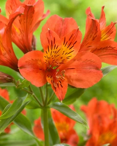 Alstroemeria Majestic Louis