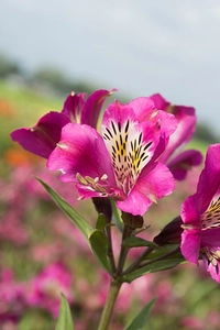 Alstroemeria Majestic Montsorau