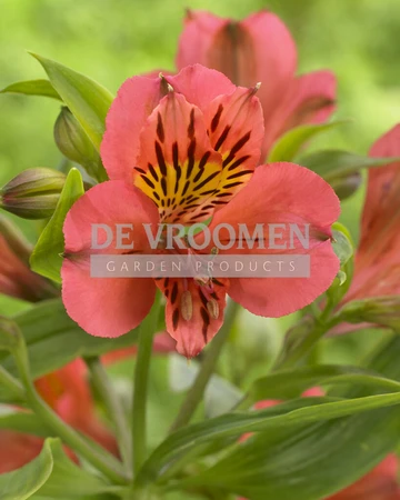 Alstroemeria Majestic Tierce PBR