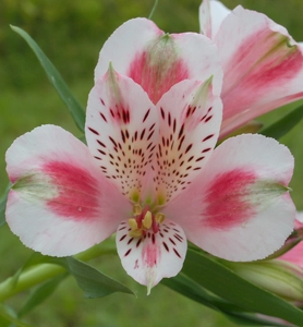 Alstroemeria Roxanne