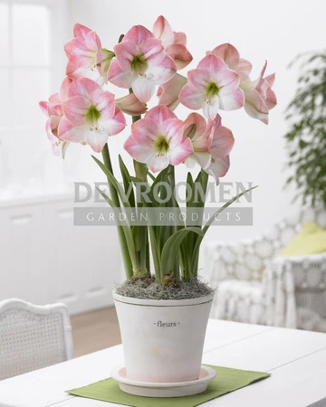 Amaryllis Apple Blossom