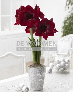 Amaryllis Black Pearl