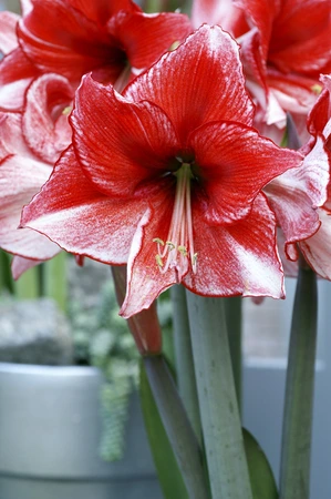 Amaryllis Charisma