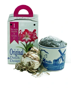 Amaryllis Collection Ceramic Delft Blue Pot | 12 Bulbs per Box pce