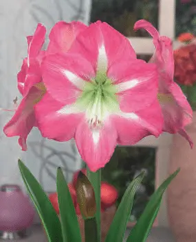 Amaryllis Exposure ®