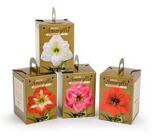 Amaryllis Golden Box Collection | 8 pce