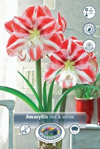 Amaryllis (Hippeastrum) Amaryllis Red & White Striped | 12 pce