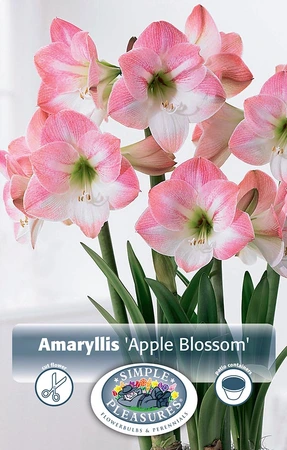 Amaryllis (Hippeastrum) Apple Blossom | 10 pce