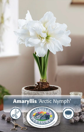 Amaryllis (Hippeastrum) Arctic Nymph | 10 pce