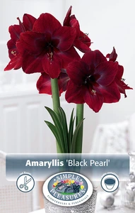 Amaryllis (Hippeastrum) Black Pearl (Queen of the Night) | 10 pce