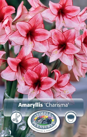 Amaryllis (Hippeastrum) Charisma | 10 pce