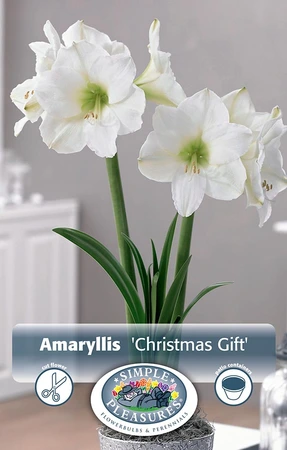 Amaryllis (Hippeastrum) Christmas Gift | 10 pce