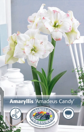 Amaryllis (Hippeastrum) double Amadeus Candy | 10 pce