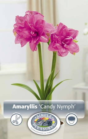 Amaryllis (Hippeastrum) double Candy Nymph | 10 pce