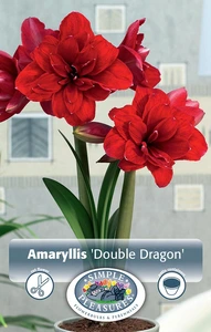 Amaryllis (Hippeastrum) double Dragon | 10 pce