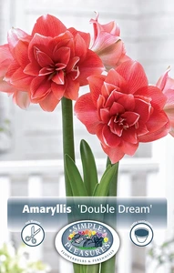 Amaryllis (Hippeastrum) double Dream | 10 pce