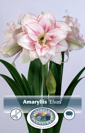 Amaryllis (Hippeastrum) Double Elvas | 10 pce