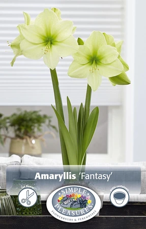 Amaryllis (Hippeastrum) Fantasy | 10 pce