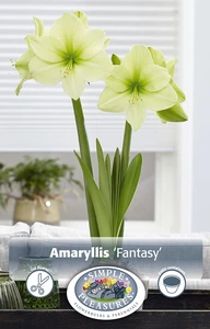 Amaryllis (Hippeastrum) Fantasy | 10 pce