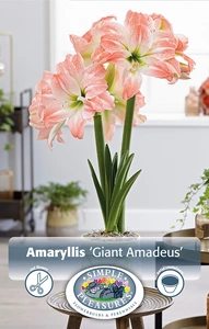 Amaryllis (Hippeastrum) Giant Amadeus | 10 pce