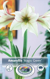 Amaryllis (Hippeastrum) Magic Green | 10 pce