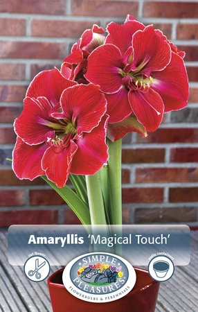 Amaryllis (Hippeastrum) Magical Touch | 10 pce