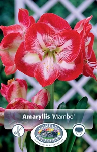 Amaryllis (Hippeastrum) Mambo (Minerva) | 10 pce