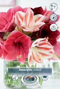 Amaryllis (Hippeastrum) mixed | 12 pce