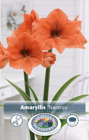 Amaryllis (Hippeastrum) Naranja | 10 pce