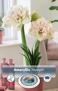 Amaryllis (Hippeastrum) Nymph | 10 pce