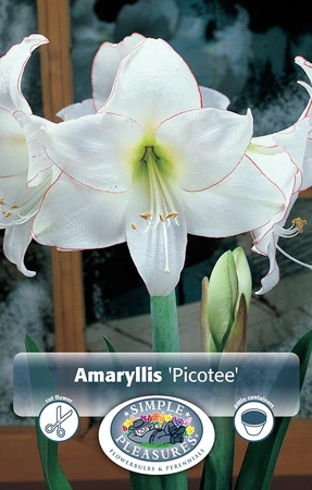 Amaryllis (Hippeastrum) Picotee | 10 pce