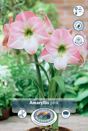 Amaryllis (Hippeastrum) Pink | 12 pce