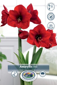 Amaryllis (Hippeastrum) Red | 12 pce