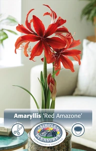 Amaryllis (Hippeastrum) Red Amazone | 10 pce