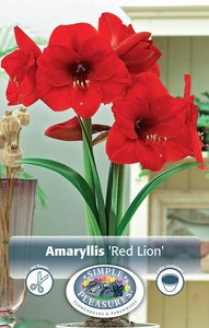 Amaryllis (Hippeastrum) Red Lion | 10 pce