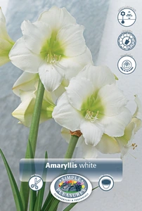 Amaryllis (Hippeastrum) White | 12 pce