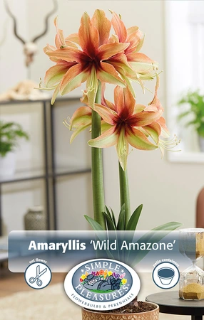 Amaryllis (Hippeastrum) Wild Amazone | 10 pce