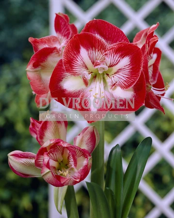 Amaryllis Mambo