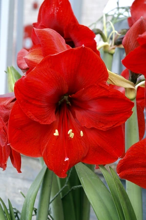 Amaryllis Red Lion