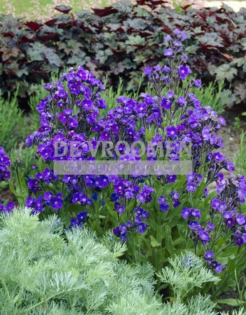 Anchusa Loddon Royalist (azurea)