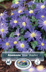 Anemone Blanda Blue Shades | Cappers 15 x 20