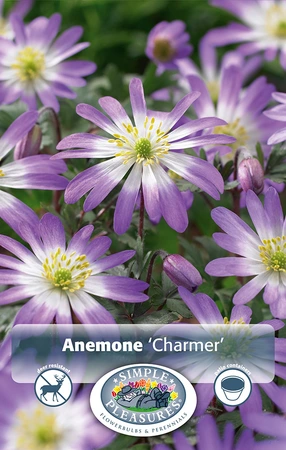 Anemone Blanda Charmer | Cappers 12 x 20