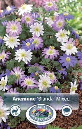 Anemone Blanda Mixed | Cappers 15 x 20